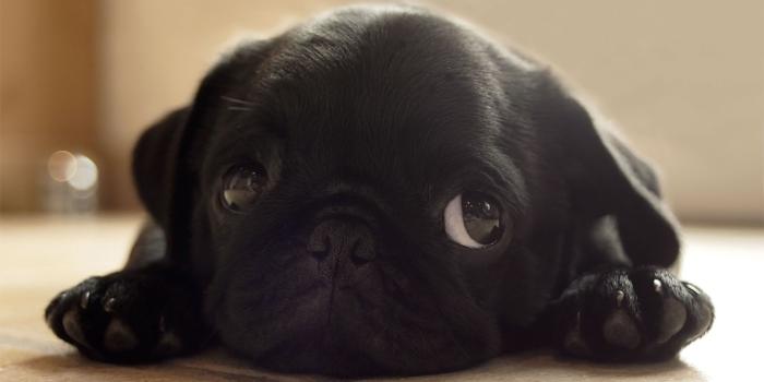 1920x1080 Black animals dogs pugs puppies pug wallpaper | 1920x1080 | 7348