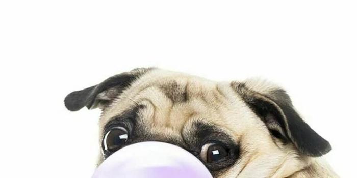 1080x1920 22 Pug iPhone Wallpapers - WallpaperBoat