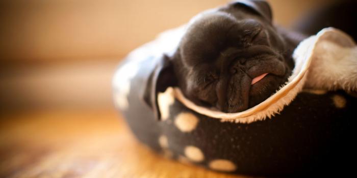 1920x1200 45+] Spring Pug Wallpaper on WallpaperSafari