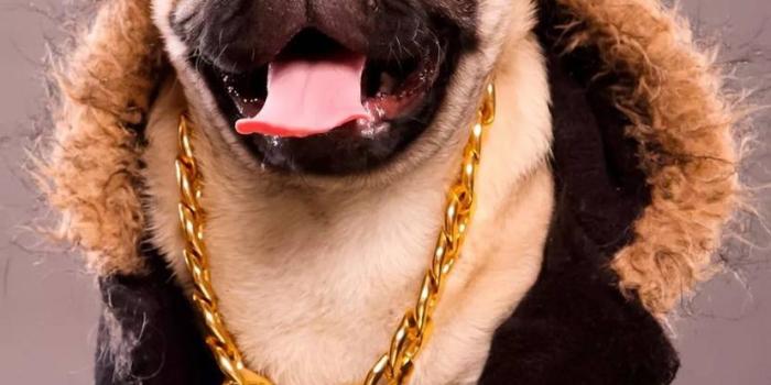 828x1280 Cool Pug wallpaper by Mr_dare_devil27 - 60 - Free on ZEDGE™