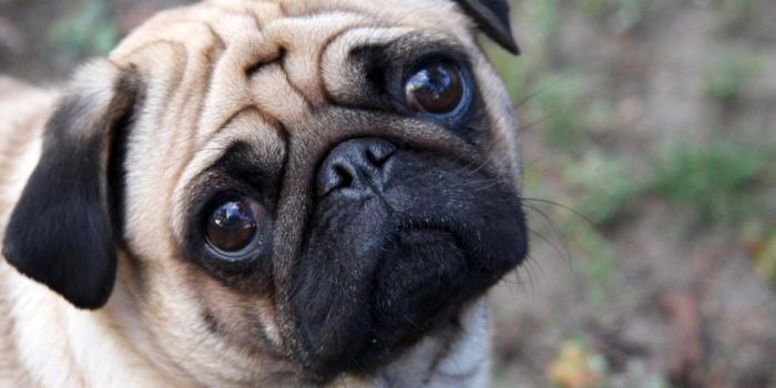 1280x804 Cute Pug wallpapers | Cute Pug stock photos
