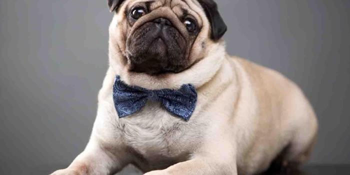 1350x900 Pugs Wallpapers - Top Free Pugs Backgrounds - WallpaperAccess