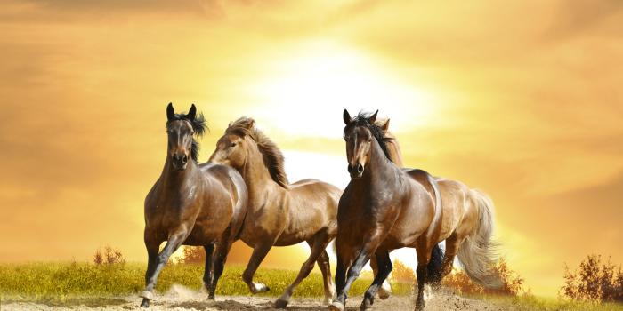 7008x4672 Wallpaper's Collection: «Horses Wallpapers»