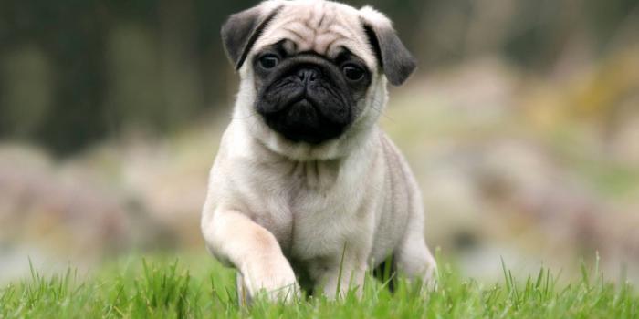 2560x1600 100 Fresh Pugs Wallpaper Combination - Cameeron Web