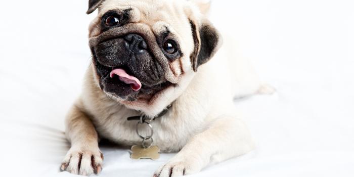 2560x1440 Happy Pug wallpaper - Animal wallpapers - #22238