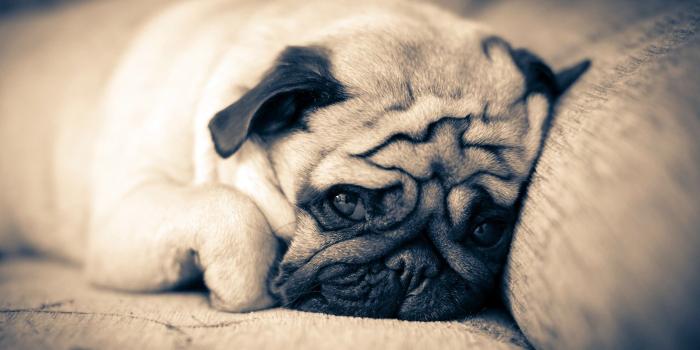 1920x1080 Pug Wallpapers - Pug WearPug Wear