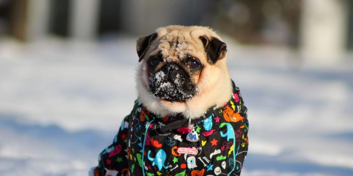 3840x2160 Wallpaper 4k Pug In Snow 4k animals wallpapers, dog wallpapers