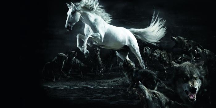 2560x1600 57+] Horse Wallpaper for My Desktop on WallpaperSafari