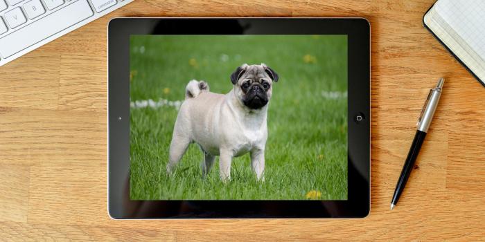 1920x1281 Pug Wallpapers 4K Pro Pug Backgrounds for Android - APK Download