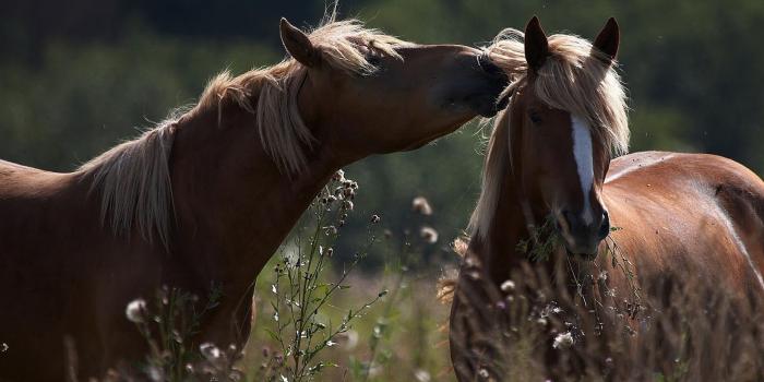 1600x1000 Wallpaper two brown horses cuddling | HD Animals Wallpapers