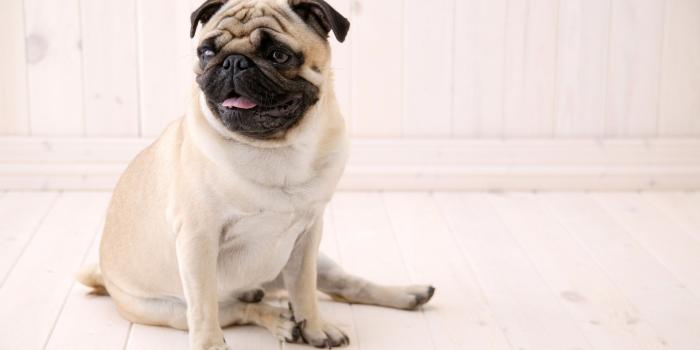 1920x1200 Sitting Pug wallpapers | Sitting Pug stock photos