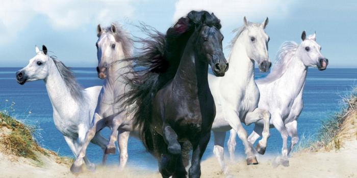 1600x1200 Best 41+ Horse Backgrounds on HipWallpaper | Amazing Horse