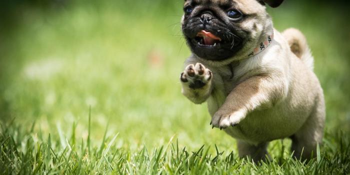 2560x1600 Baby Pug Wallpapers posted by Michelle Mercado
