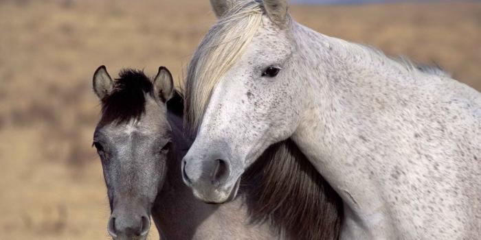 1920x1080 Spanish Horses wallpapers | Spanish Horses stock photos