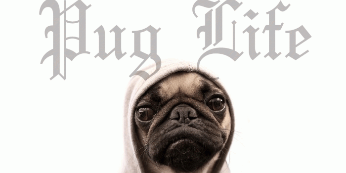 1600x1200 Funny Pug Wallpapers #1099369 - PNG Images - PNGio