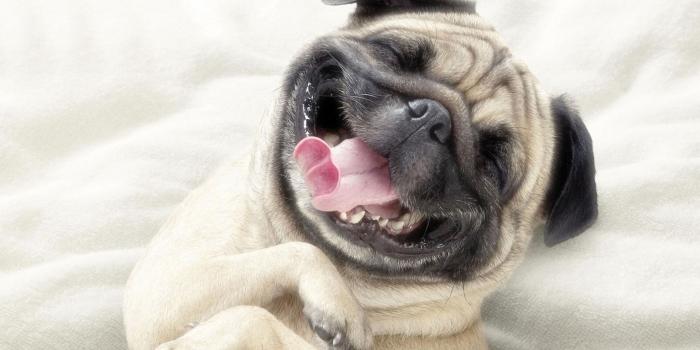 1920x1200 Adorable Pug, HD Animals, 4k Wallpapers, Images, Backgrounds
