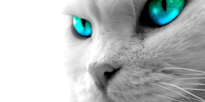 1920x1200 Wallpaper's Collection: «Animal Wallpapers»