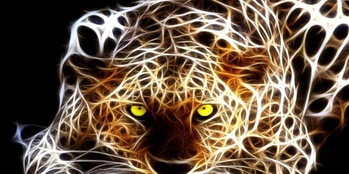 1920x1440 Neon Animals Wallpapers - Top Free Neon Animals Backgrounds