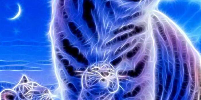 720x1280 Neon Animal HD Wallpapers for Android - APK Download