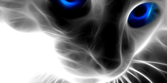 1600x1200 Unique Animals blogs: Animals Wallpapers, Animal Wallpapers 10 for