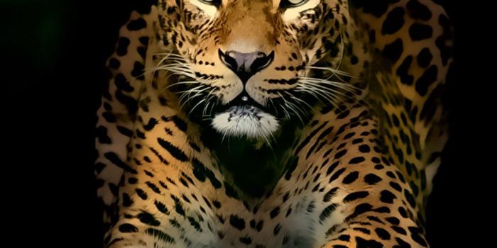 1080x1920 3D Animal iPhone Wallpapers - Top Free 3D Animal iPhone