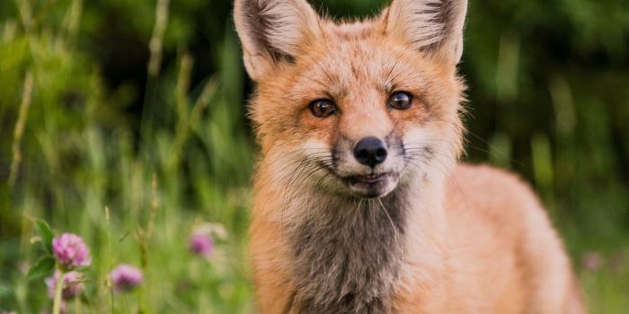 2400x3000 Animals #fox # orange # wallpaper # animal wallpapers # animal