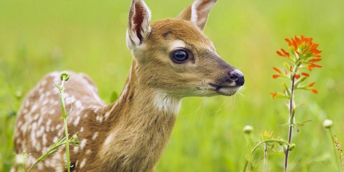 1600x900 Animals Wallpapers HD 1080p Group (80+)