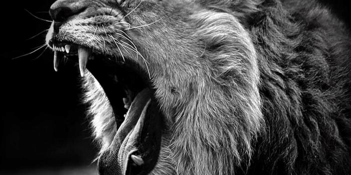 2560x2048 Black and White Animal Wallpaper (67+ pictures)