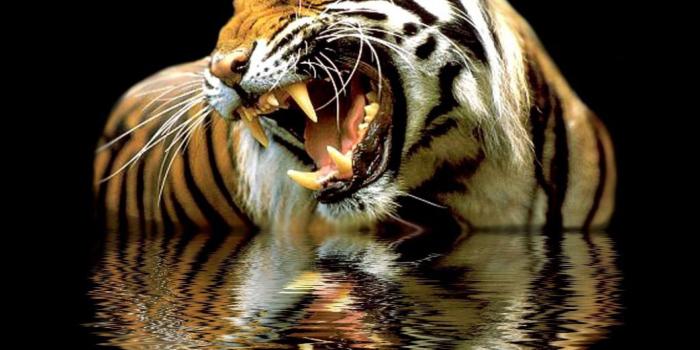 1366x768 12 Zoo Animal Wallpapers To Liven Up Your Desktop! | Petslady.com