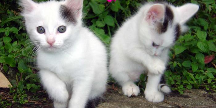 1600x1200 animal wallpapers for desktop - HD Wallpaper