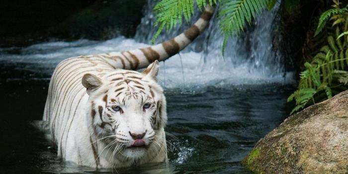 1920x1200 Good Animal s wallpaper | 1920x1200 | #13264