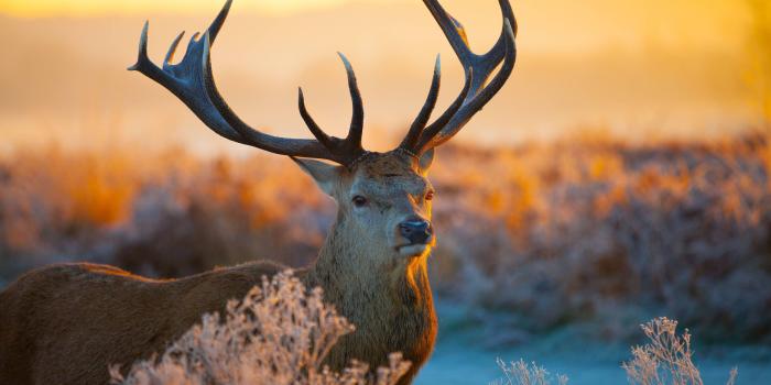 3840x2160 Animal 4K wallpapers for your desktop or mobile screen free and