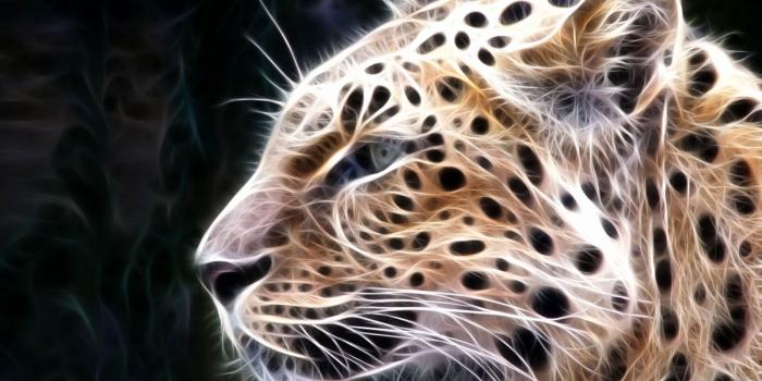 1600x1000 100 Luxury 3d Animal Wallpaper for You - Cameeron Web