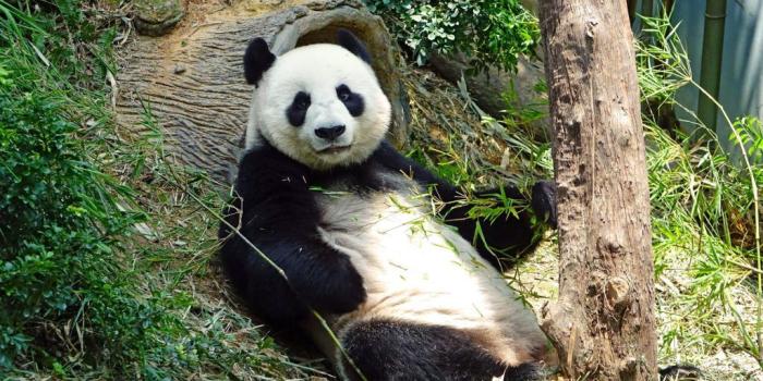 1024x768 Amazing And Stunning Wildlife And Animal Wallpapers | Photography