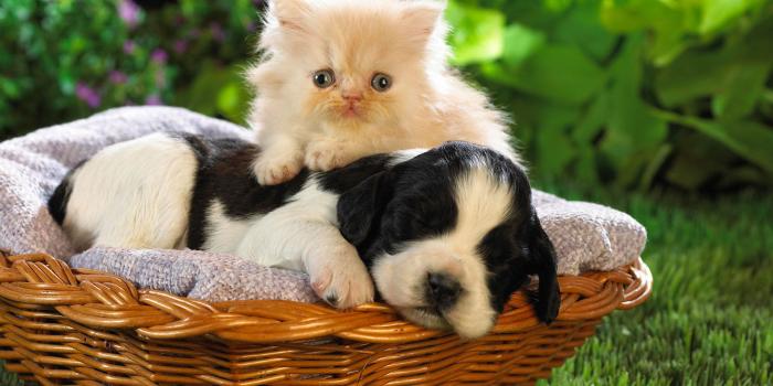 1920x1200 Cute Animal s wallpaper | 1920x1200 | #74615