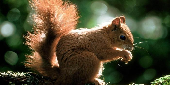 1280x800 Best 40+ HD Animal Backgrounds on HipWallpaper | HD Wallpapers, 3D