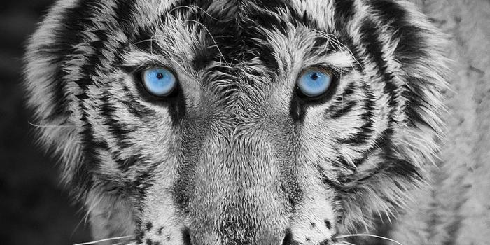 1040x1536 Wallpapers Animals posted by Ethan Thompson