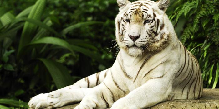 1920x1080 HD Animal Wallpapers