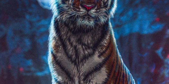 900x1600 Animals Wallpapers Download - Free Animals HD Wallpapers for