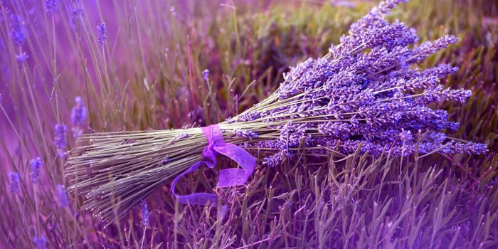 2560x1600 Best 52+ Lavender Wallpaper on HipWallpaper | Lavender Flower