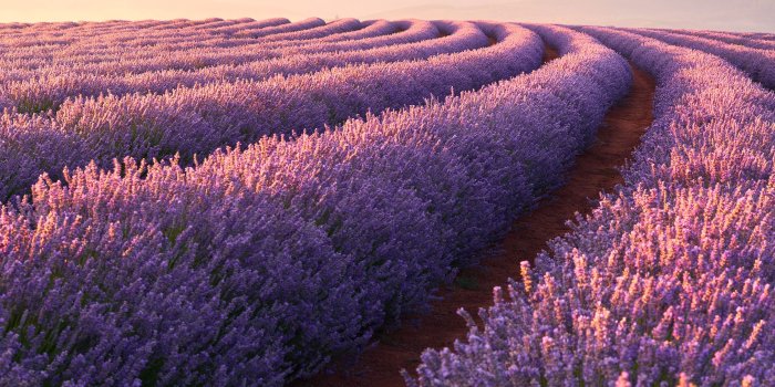2932x2932 Fields Of Lavender Wallpapers