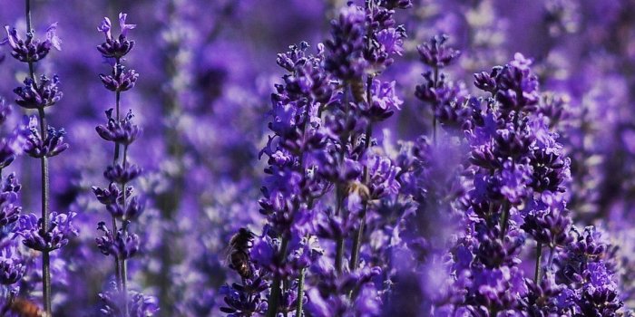 1125x2436 1125x2436 Lavender Field 5k Iphone XS,Iphone 10,Iphone X HD 4k