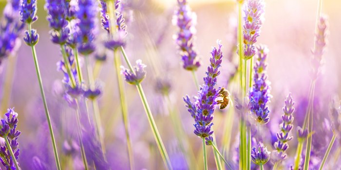 1920x1200 Lavender Background - PowerPoint Backgrounds for Free PowerPoint