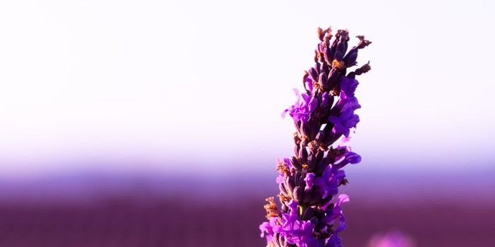 1000x1500 27+ Lavender Pictures | Download Free Images on Unsplash