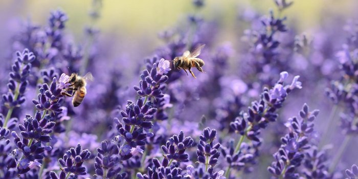 1920x1364 Lavender Wallpaper HD for Android - APK Download