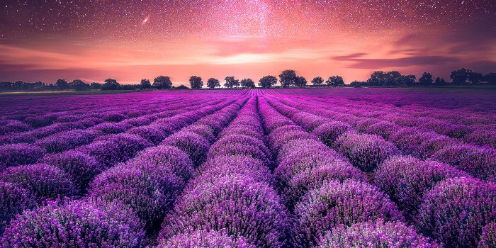 3363x4204 Wallpaper Lavender farm, Lavender fields, Starry sky, 4K, Nature