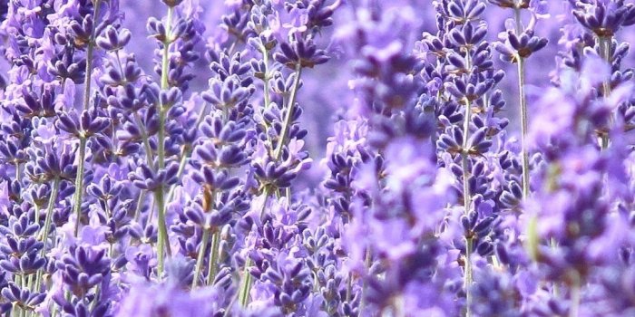 1080x1920 1080x1920 field, flowers, field, lavender, purple, flowers desktop