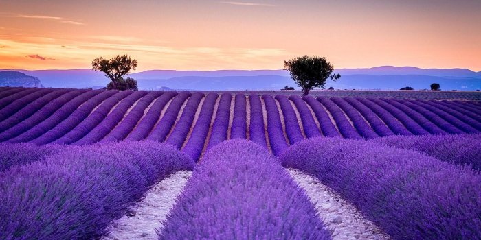 1920x1080 35 Lavender Fields In France Wallpapers - WallpaperBoat
