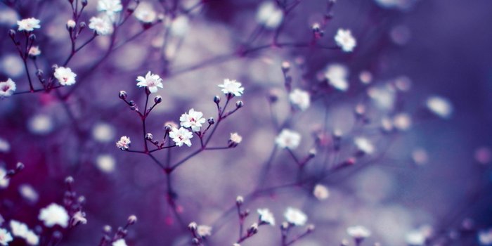 1920x1080 Lavender Flower Wallpaper (70+ pictures)