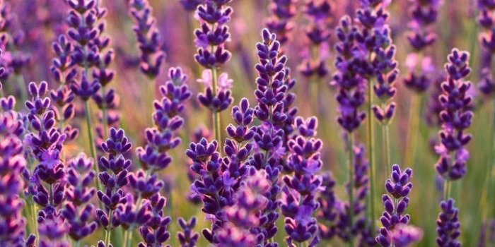 720x1280 720×1280 Lavenders, Lavender farm, plants wallpaper in 2020